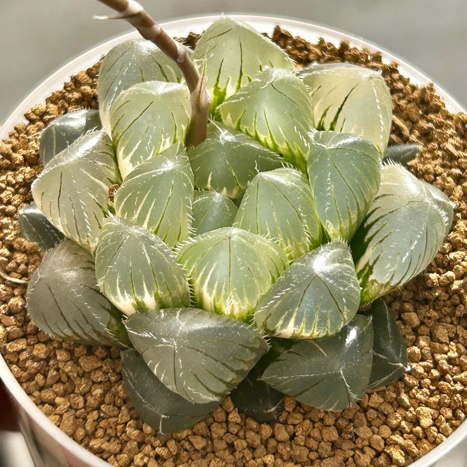 Haworthia Cooperi "Crystal"